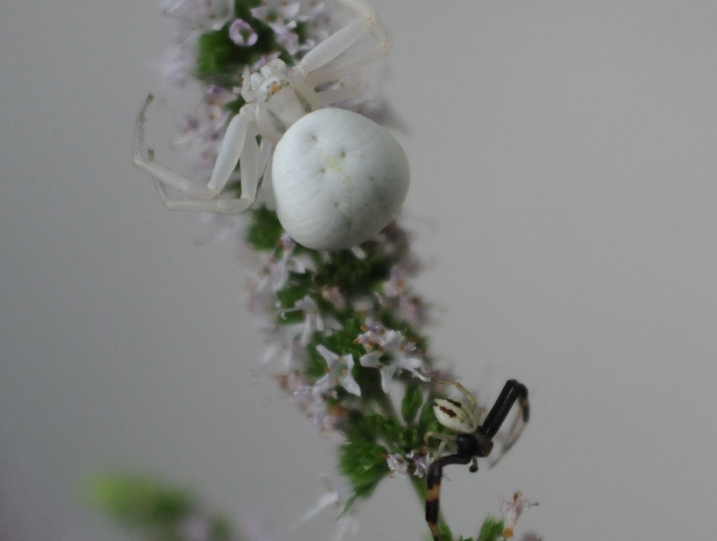Coppia di Misumena vatia - Pianura alessandrina?